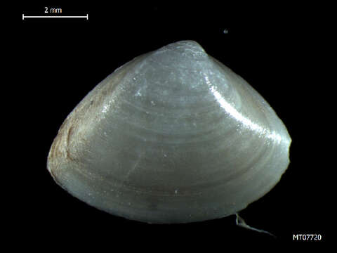 Image of cut surfclam