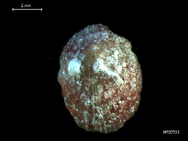 Image of Fulvous tortoiseshell limpet