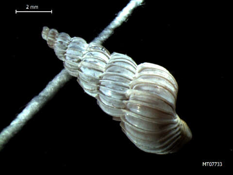 Image of unclassified Gastropoda