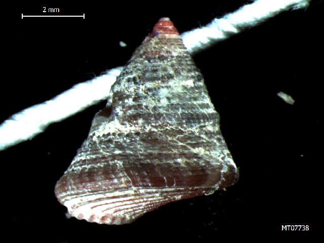 Image of Grooved Top-Shell