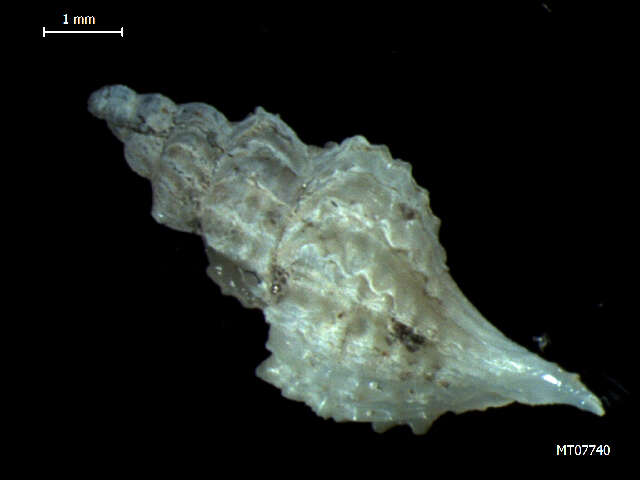 Plancia ëd Trophonopsis Bucquoy & Dautzenberg 1882