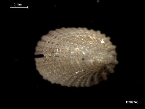 Image of Channel Island Slit Limpet