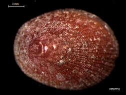 Image of Fulvous tortoiseshell limpet