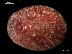 Image of Fulvous tortoiseshell limpet