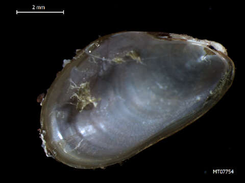 Image of Modiolus