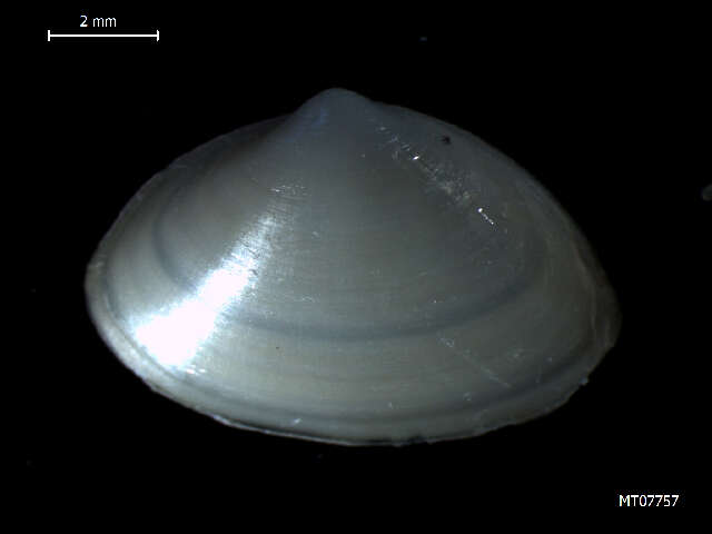 Image of elliptic trough shell