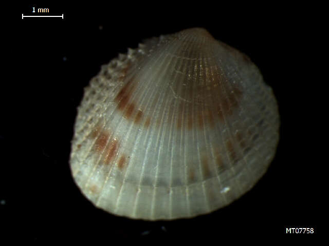 Image of oval cockle