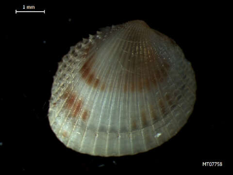 Image of oval cockle