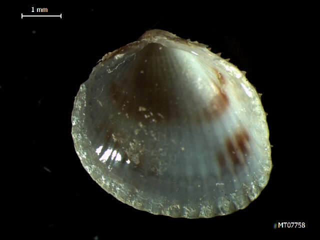 Image of oval cockle