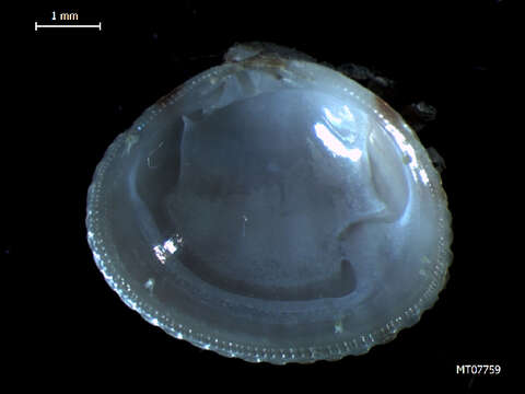 Image of oval venus