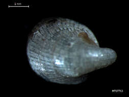 Image of Hungarian cap shell