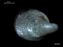 Image of Hungarian cap shell