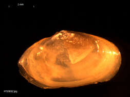 Image of glossy furrow-shell