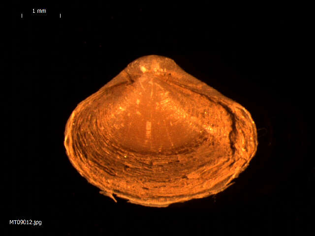 Image of Cardiomya costellata (Deshayes 1835)