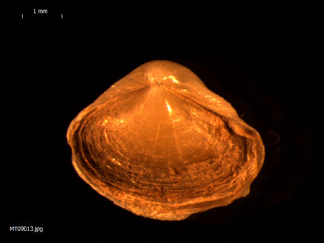 Image of European clam