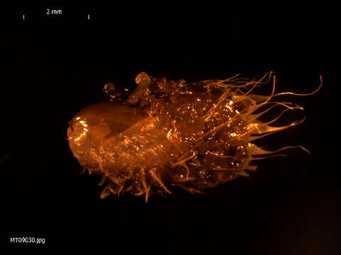 Image of bearded horse mussel