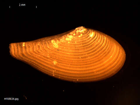 Image of beaked nutclam