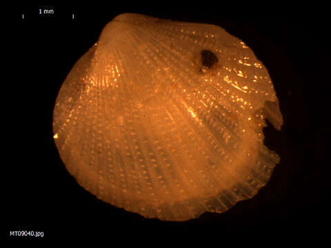 Image of Papillicardium minimum (Philippi 1836)