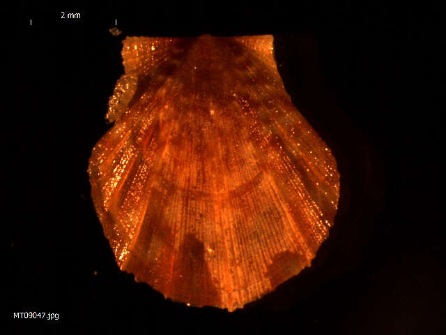 Image of seven-rayed scallop