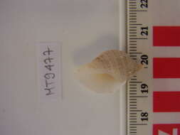 Image of Dog whelk