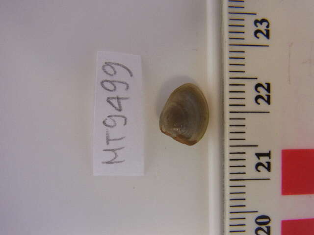 Image of shiny nut clam