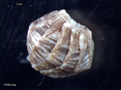 Image of coat-of-mail chiton