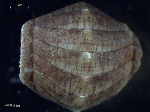 Image of coat-of-mail chiton