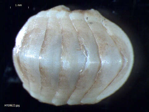 Image of Arctic Cancellate Chiton