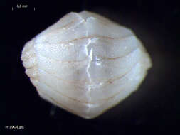 Image of Arctic Cancellate Chiton