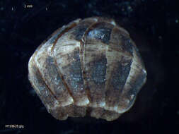 Imagem de Leptochiton cancellatus (G. B. Sowerby II 1840)