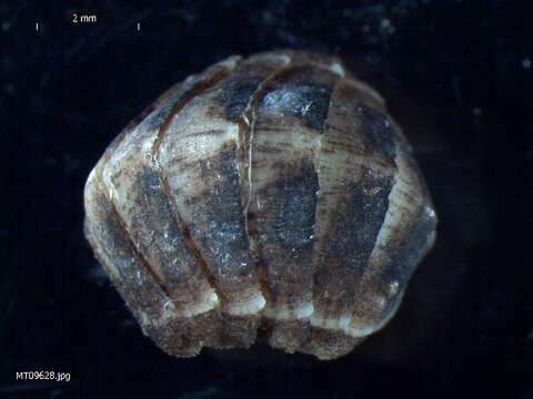 Image of Arctic Cancellate Chiton