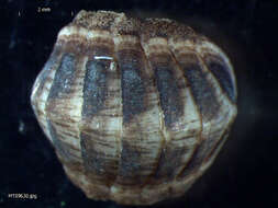 Imagem de Leptochiton cancellatus (G. B. Sowerby II 1840)