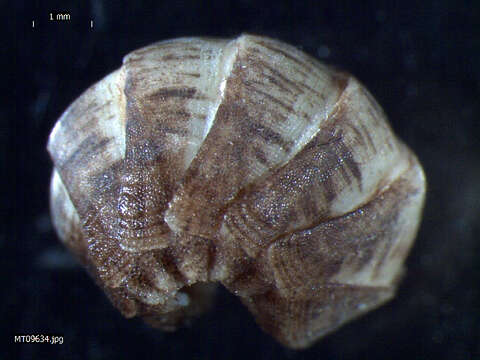 Imagem de Leptochiton cancellatus (G. B. Sowerby II 1840)