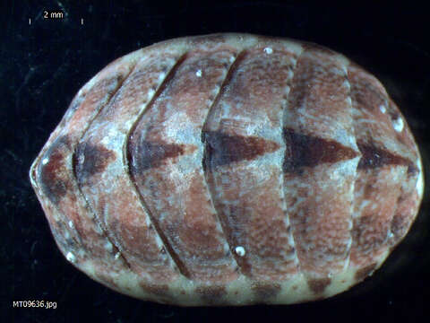 Leptochiton asellus (Gmelin 1791) resmi