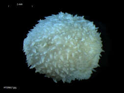 Image of hairy spiny doris