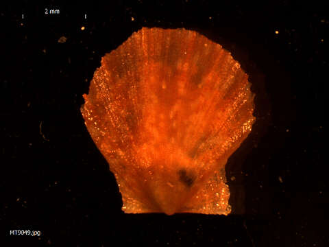 Image of seven-rayed scallop