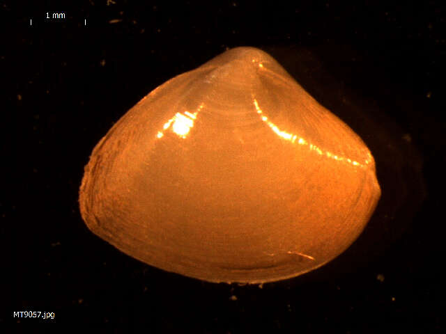 Image of cut surfclam