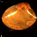 Image of Nucula sulcata Bronn 1831