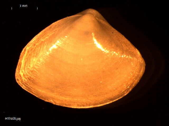 Image of cut surfclam