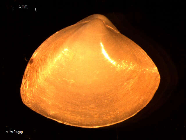 Image of cut surfclam