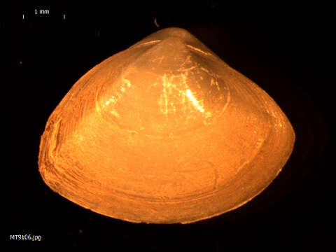 Image of cut surfclam