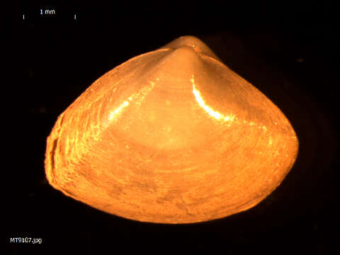 Image of cut surfclam