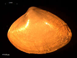 Image of cut surfclam