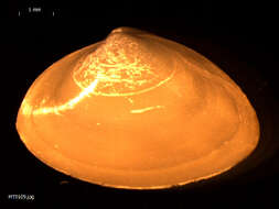 Image of elliptic trough shell