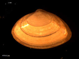 Image of surf clam