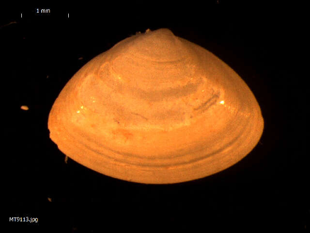 Image of surf clam