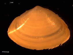 Image of surf clam