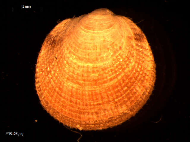 Image of Dog cockle