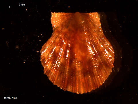 Image of seven-rayed scallop