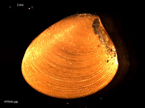 صورة Nucula nucleus (Linnaeus 1758)